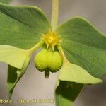 Euphorbia taurinensis फूल