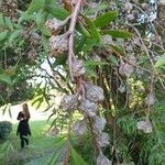 Hakea salicifolia Frucht