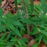 Buddleja auriculata Leaf