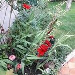 Gladiolus communis Συνήθη χαρακτηριστικά