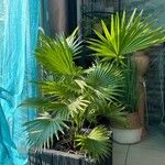 Livistona chinensis Folha