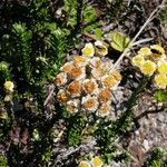 Phylica ericoides Flower