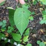 Solanum dulcamara Lapas