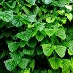 Dioscorea sansibarensis Hoja