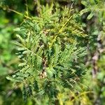 Vachellia caven Liść