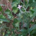 Epilobium parviflorumFlower