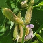 Vigna frutescens Іншае