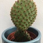 Opuntia rufida Blad