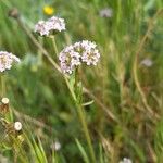 Valeriana coronata 花