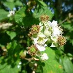 Rubus imbricatus Flower