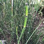 Equisetum giganteum Ліст