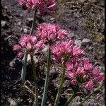 Allium dichlamydeum Floare