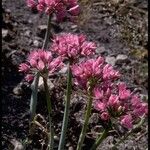 Allium dichlamydeum Fleur