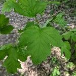 Viburnum acerifolium叶