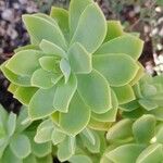 Sedum palmeri List