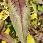 Persicaria microcephala List