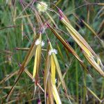 Helictochloa pratensis Drugo