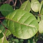Karomia macrocalyx Hoja