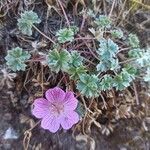 Geranium subargenteum പുഷ്പം