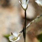 Bufonia perennis Flower