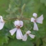 Pelargonium mossambicense Flower