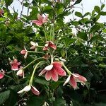 Combretum indicum ഇല