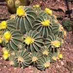 Parodia magnifica Ліст