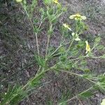 Potentilla recta Hábito