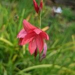 Hesperantha coccinea 花