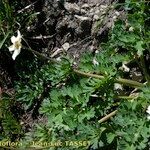 Callianthemum coriandrifolium Habit