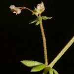 Galium minutulum Otro