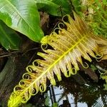 Blechnum brasiliense Liść