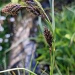 Carex frigida Fula