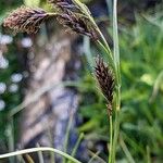 Carex frigida Квітка