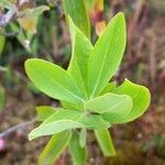 Kalmia angustifolia Folha