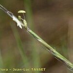 Nardus stricta Цвят