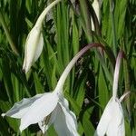 Gladiolus murielae Hàbitat