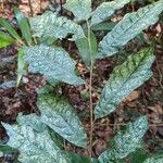 Turraea cabrae Leaf