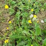 Ranunculus acrisFlower