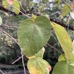 Guazuma ulmifolia Leaf