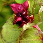 Leycesteria formosaПлод