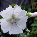 Malva moschata Цвят