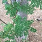 Albizia brevifolia Хабит