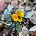 Viola purpurea Цвят