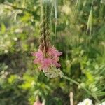 Onobrychis arenaria Flor