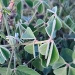 Crotalaria goodiiformis برگ