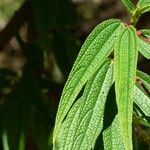 Boehmeria penduliflora Foglia