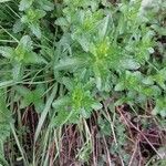 Veronica prostrata Blad