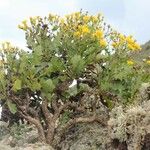 Sonchus pinnatifidus Vivejo