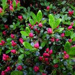 Rhododendron indicum Blad